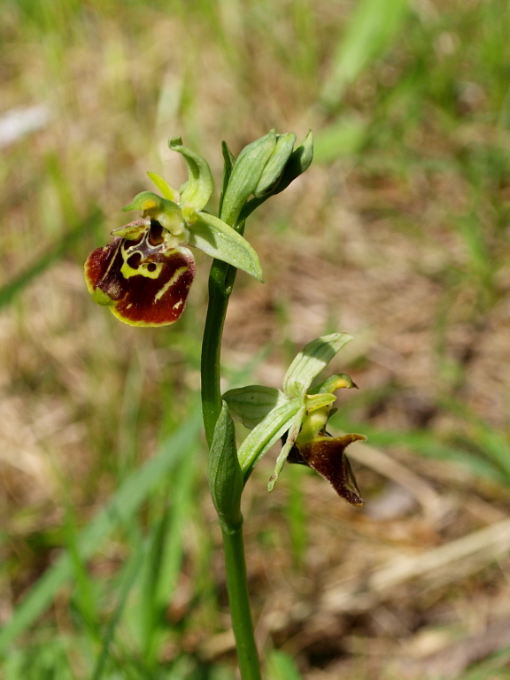 Ophrys untchjii